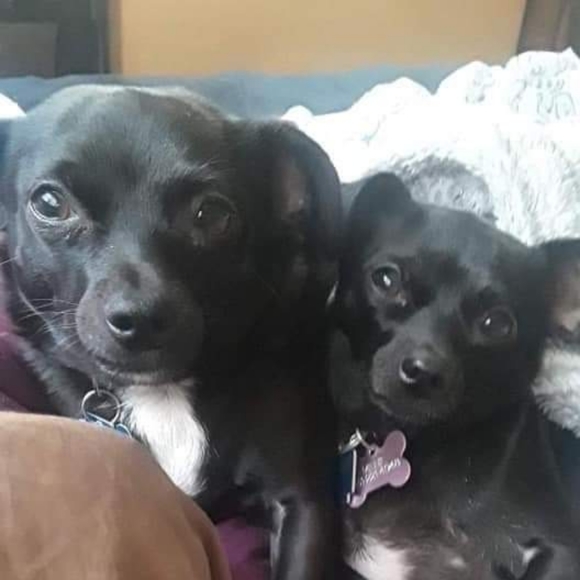 Meet your Poshers, Mickey & Minnie - Picture 1 of 5